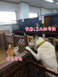 やあ、こんにちはー