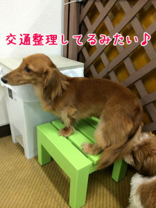 犬のおまわりさん