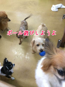 ボールであそぼ！