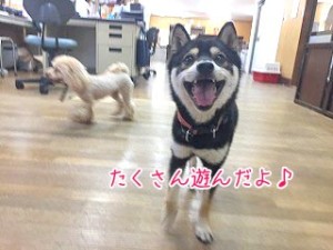 笑顔の柴犬