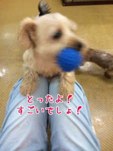 とってきたよ！