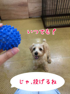 リクエストに応えて！