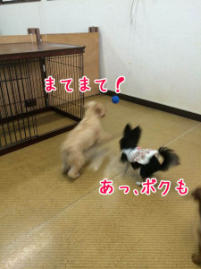僕がボールを取るんだもん！