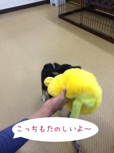 このおもちゃはどう？