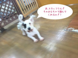 あそぼう、犬ちゃん