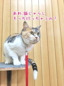 あれ、ねこじゃらしが・・・