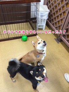 いい子に出来ました！