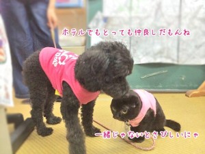 いつも一緒の犬ちゃん猫ちゃん