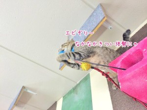 えびぞり猫ちゃん