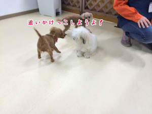 おいかけっこしようよ
