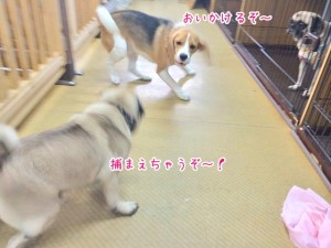 おいかけっこじゃないの？