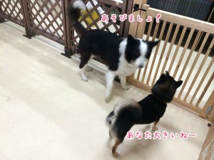 おおきいなぁ