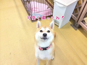 おすまし顔の柴犬