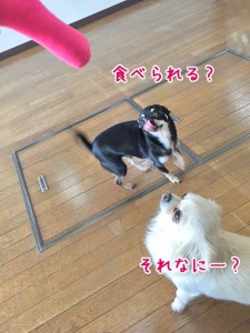 おもちゃだよ