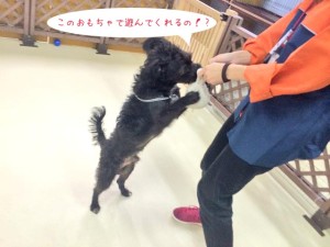 おもちゃで遊ぼう