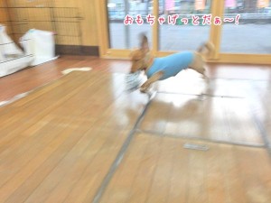おもちゃを持って走る犬ちゃん