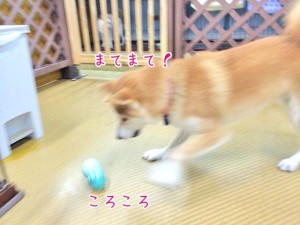 おもちゃを追いかける犬