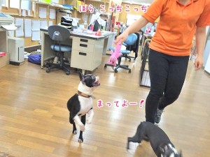 おもちゃを追いかける犬ちゃん