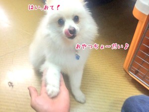 おやつ頂戴