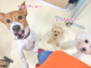 おやつ頂戴よ