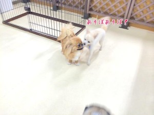 お友達とお遊びする犬ちゃん