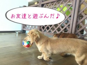 お友達と遊ぼう