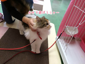 お外で遊ぶニャ