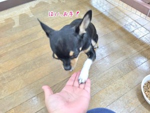 お手をする犬ちゃん