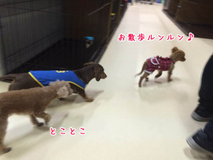 お散歩ルンルン