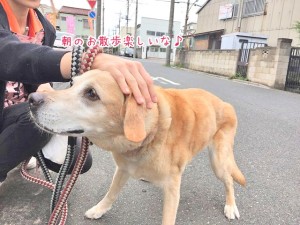 お散歩楽しい犬ちゃん