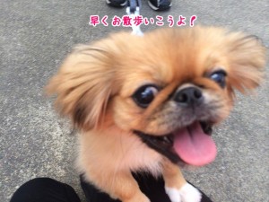 お散歩楽しみ