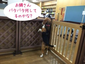 お隣さんはなにそてるの？