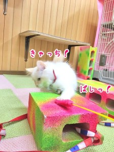 きゃっち！