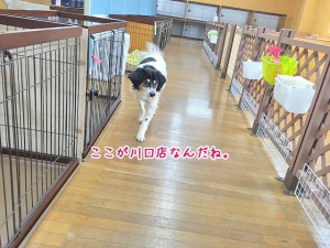 ここが川口店かー