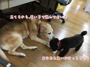 ここでみてるよ