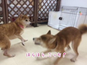 こっちだよ