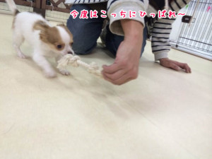 こっちにひっぱる