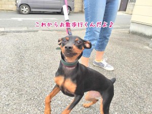 これからお散歩