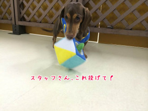 これ投げてよー