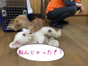 ころんじゃった