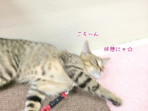 ごろんと休憩する猫ちゃん