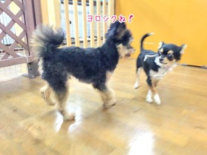 ご挨拶する犬ちゃん