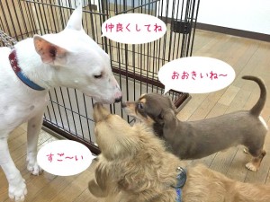 ご挨拶する犬ちゃんたち