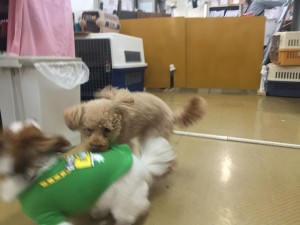 さぁ、逃げろ