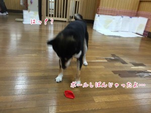 しょんぼり犬ちゃん