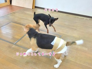 じゃれっこ犬ちゃん