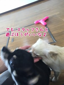 すたっふさんあそぼ