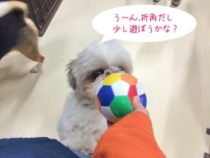 せかっくだしちょっとね