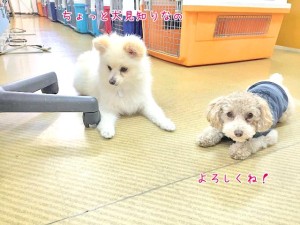 ちょっと犬見知り