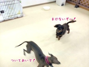 ついてこられるかな！？